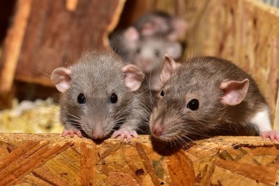 Larousse Rats Lefil.vet